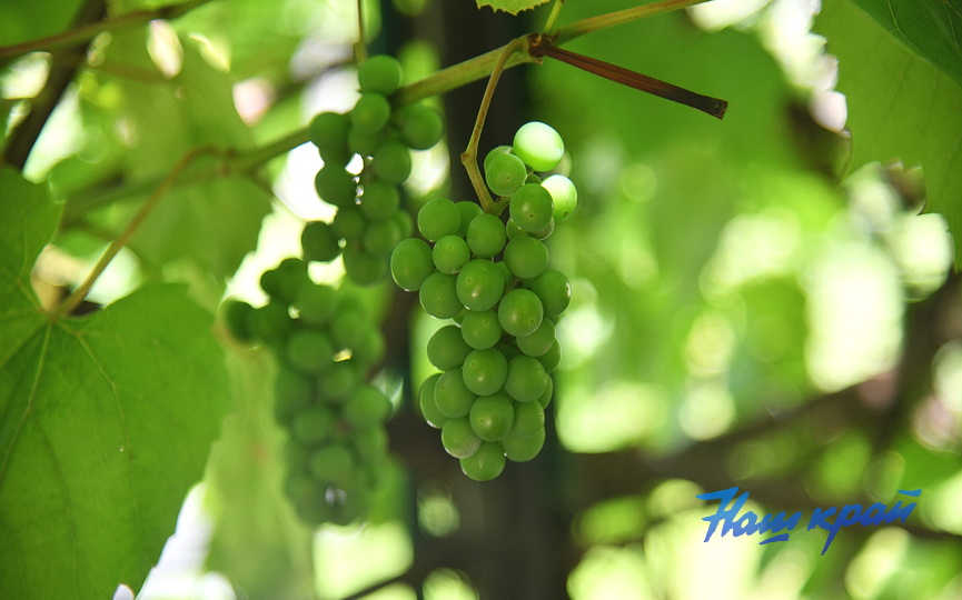 ogorod_0012-vinograd.JPG