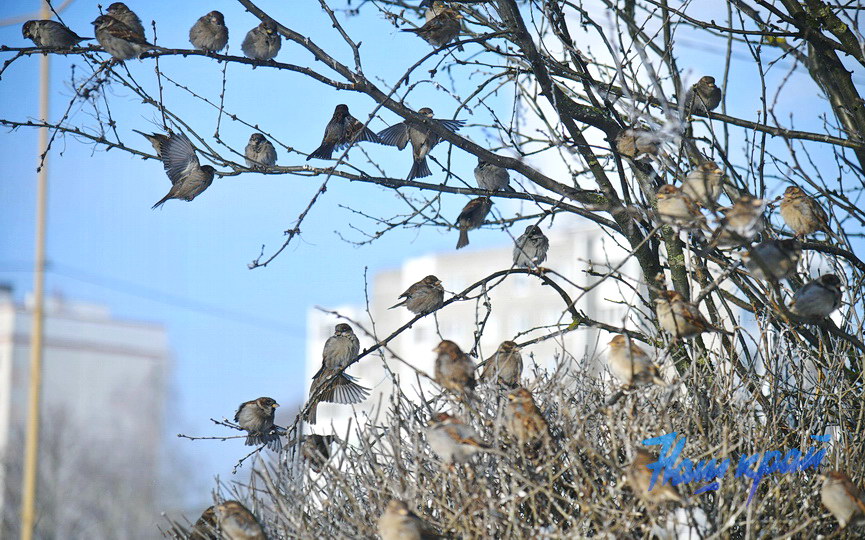 pogoda-yanvar-zima14 (18).JPG