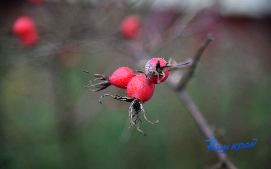 zima-dekabr (15).JPG