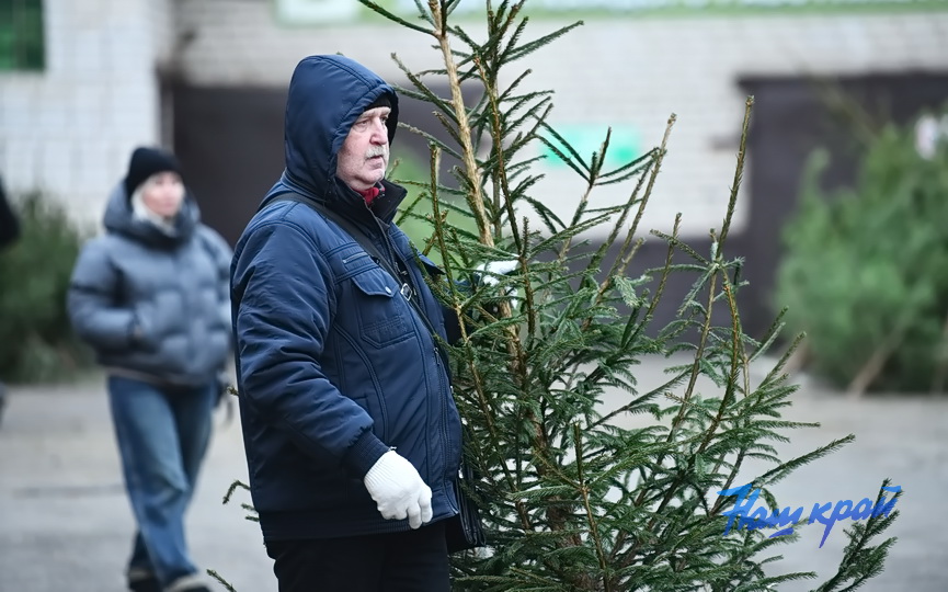 elka-elochnye (4).JPG