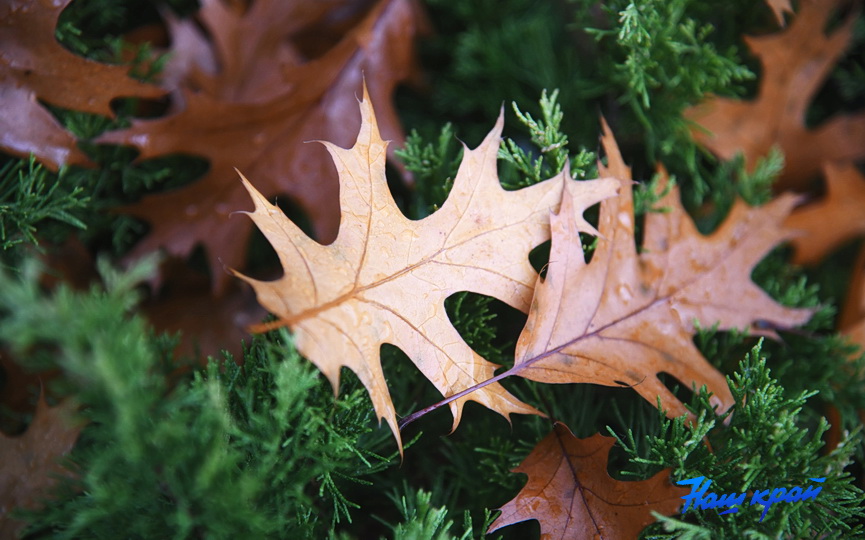 osen-pogoda_0004 (2).JPG