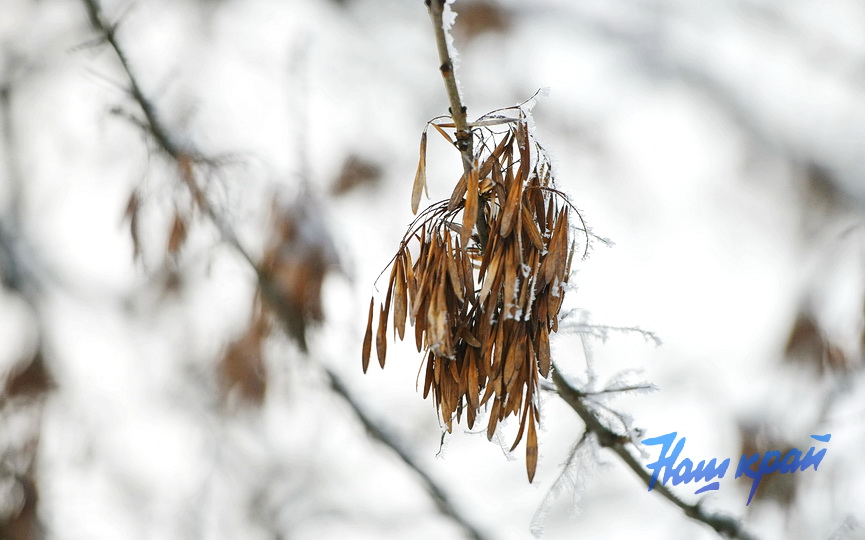 pogoda-yanvar-zima14 (16).JPG