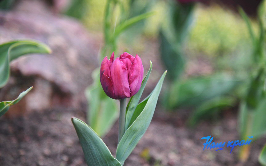 pogoda-aprel- (2).JPG