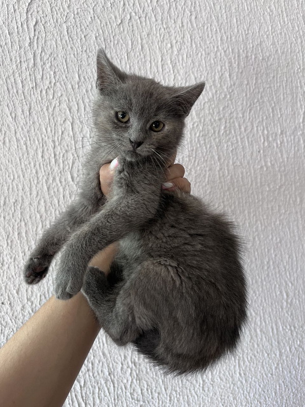 seraya.jpg seraya.jpg