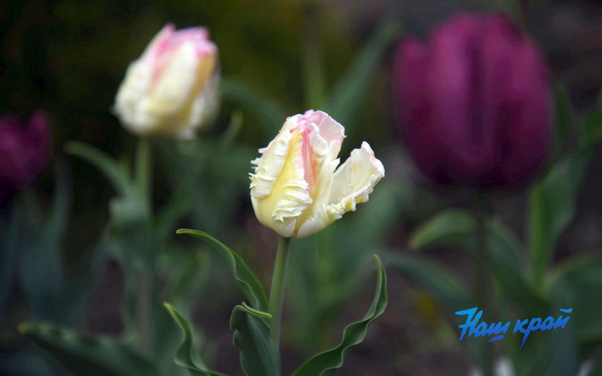 pogoda-aprel- (3).JPG