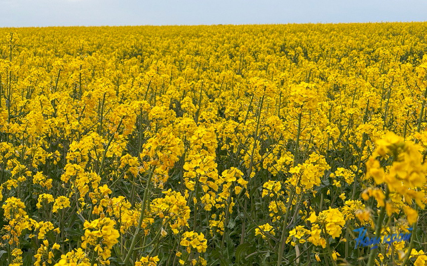 photo_2025-05-12_19-49-38.jpg photo_2025-05-12_19-49-38.jpg