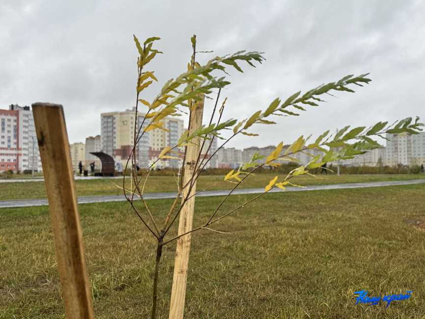 subbotnik-(13).jpeg subbotnik-(13).jpeg