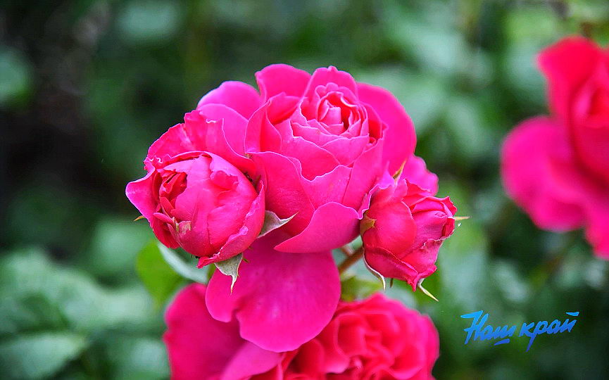 pogoda_2975 (17).JPG