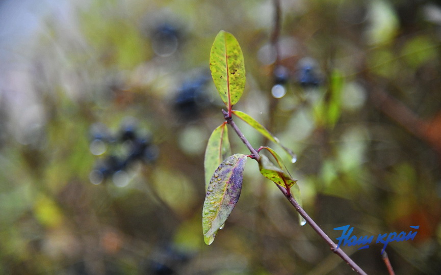pogoda-1-dekabrya- (3).JPG