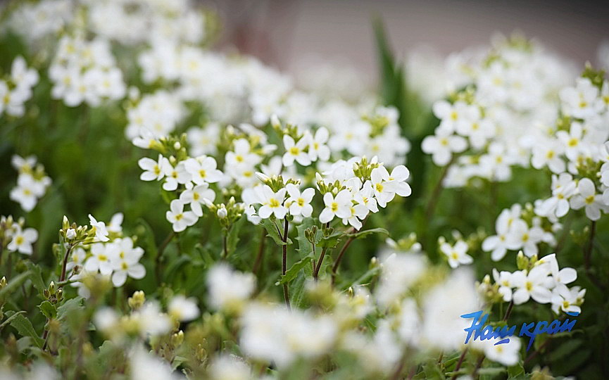 pogoda-8-04 (39).JPG