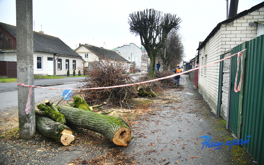 derevjya-obrezka (13).JPG