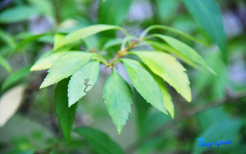 pogoda_0015.JPG