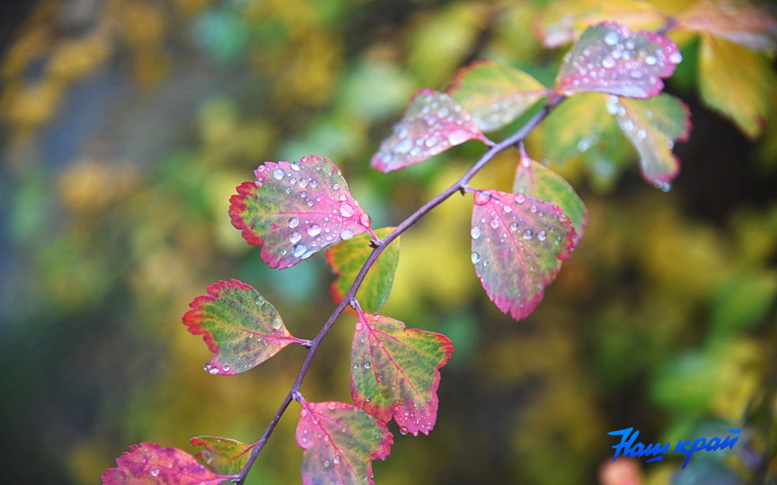 osen-pogoda_0004 (12).JPG