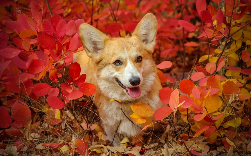 1-corgi-4267312_960_720.jpg