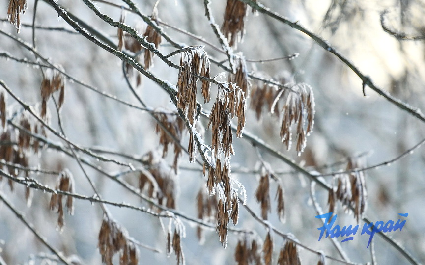 pogoda-yanvar-zima14 (17).JPG