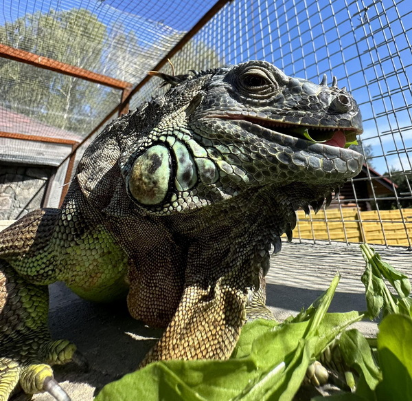 iguana2_2.jpg