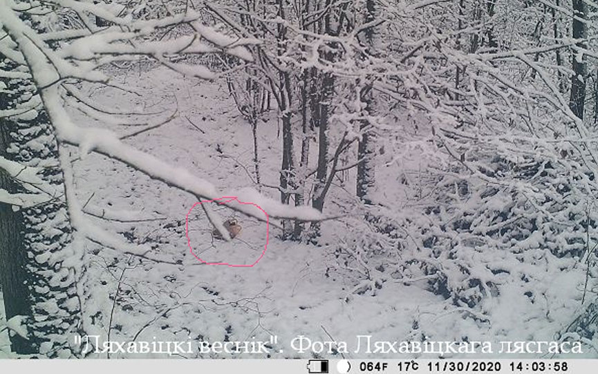 fotolovushka-1-12_2.jpg