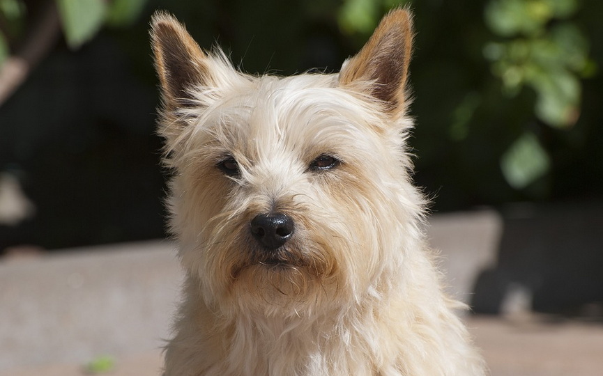 7-cairn-terrier-5200617_960_720.jpg