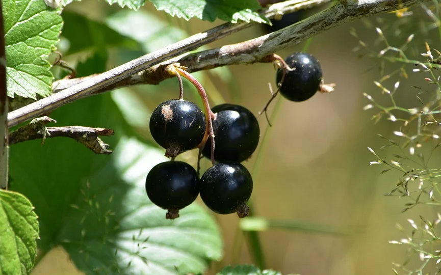 black-currant-5417619_960_720.JPG