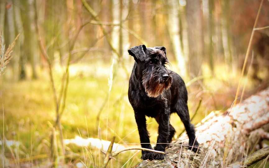 3-miniature-schnauzer-1923452_960_720.jpg