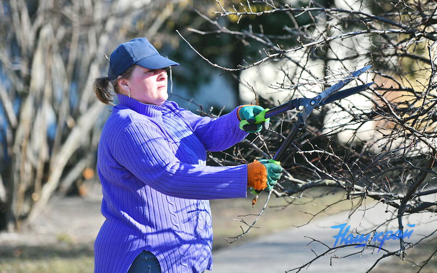 obrezka-derevya (7).JPG