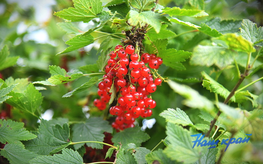 ogorod_0018-smorodina.jpg