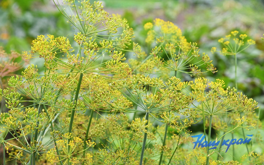 ogorod_0023-ukrop.JPG