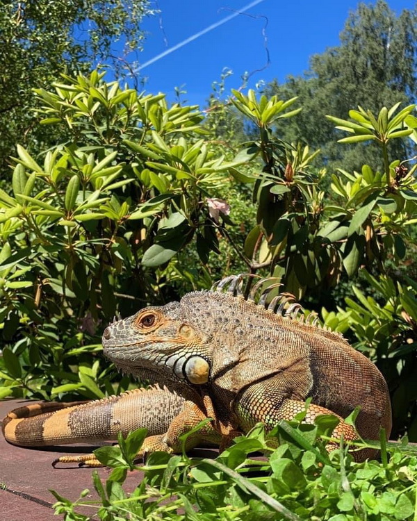 iguana2.jpg