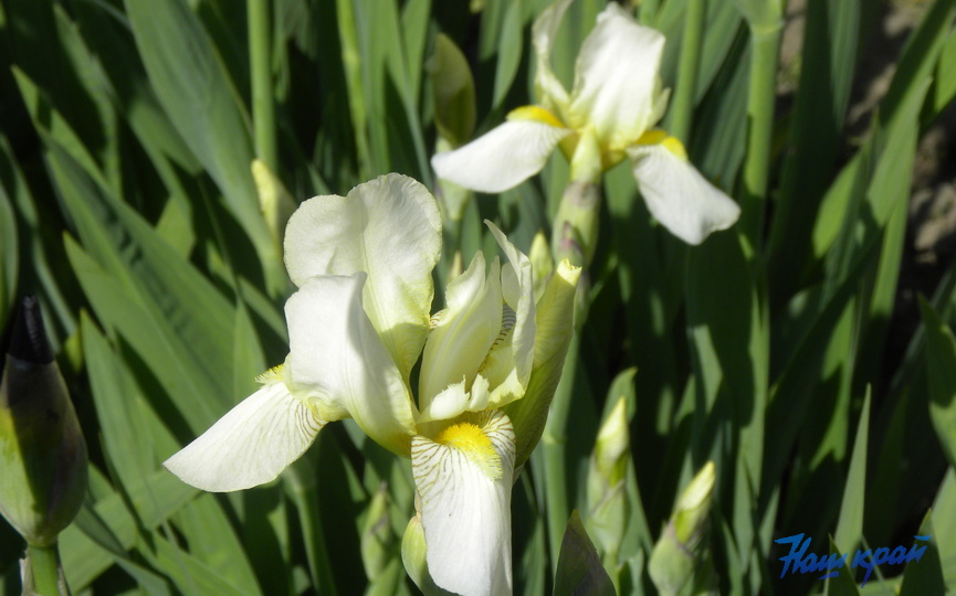irisy-tsvetut-.JPG