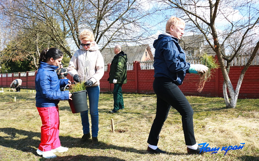 posadka-derevjev-8.JPG