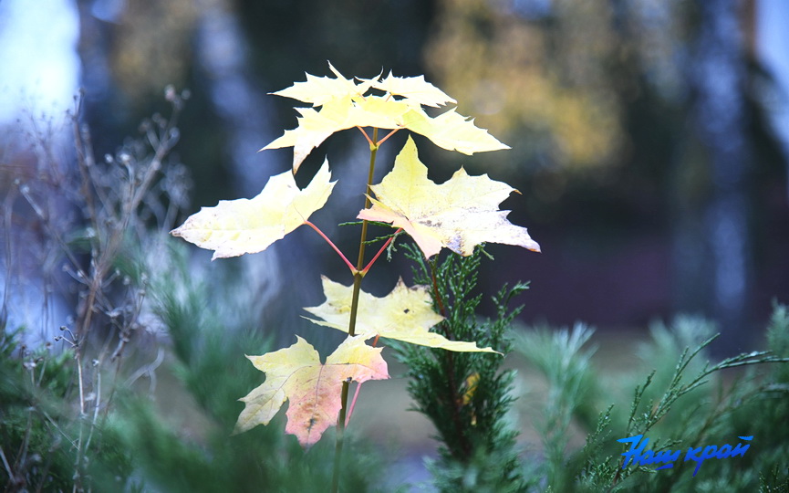 osen-pogoda_0004 (14).JPG