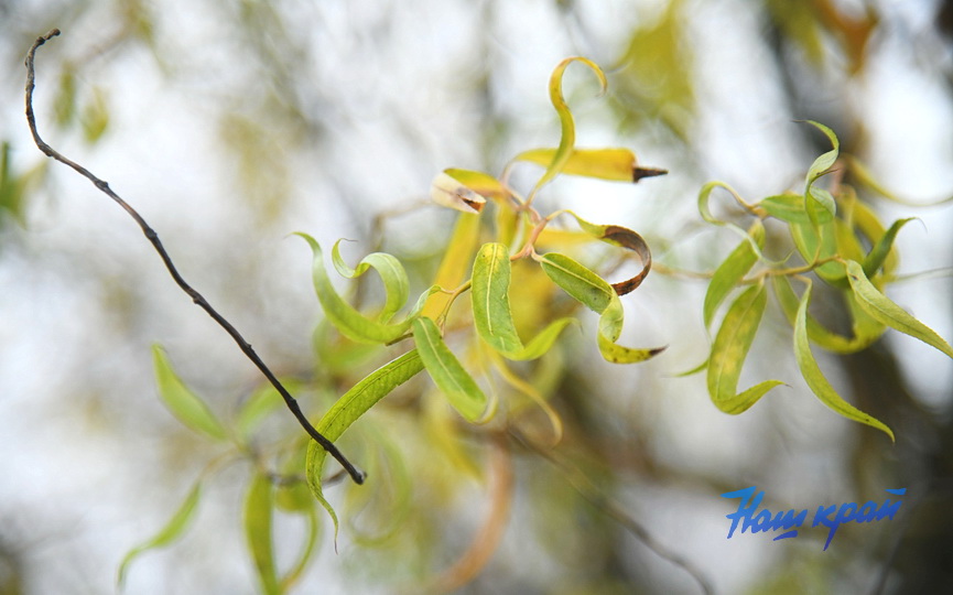 osen2-2026-noyabr (6).JPG