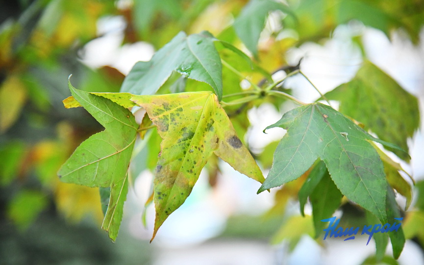 pogoda-1-dekabrya- (4).JPG