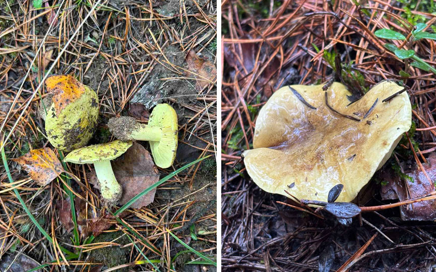 2025-10-18_16-55-22-895.jpg 2025-10-18_16-55-22-895.jpg