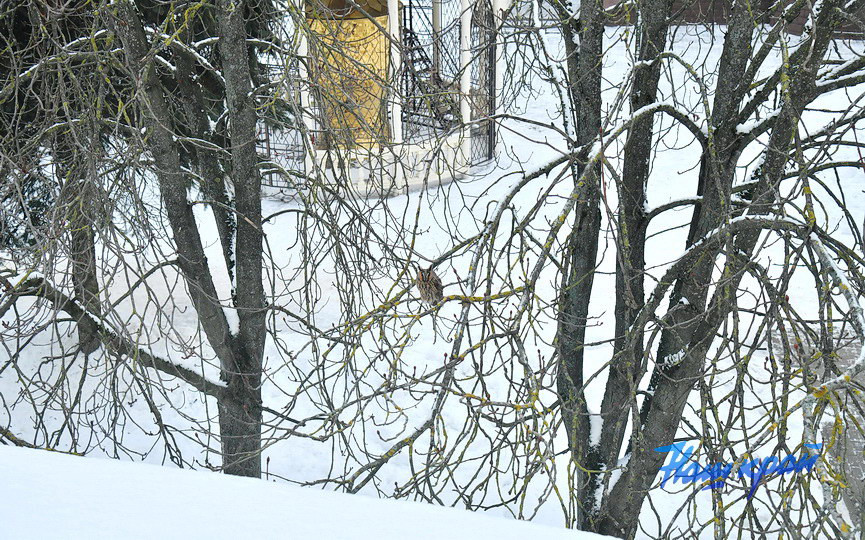 sova-zima-(9).JPG