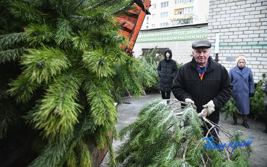 elka-elochnye (9).JPG