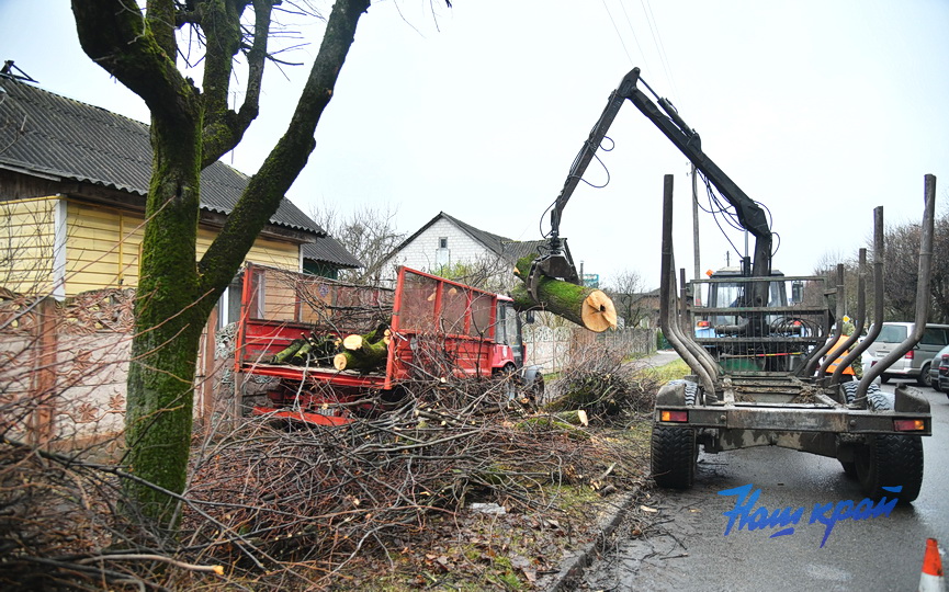 derevjya-obrezka (7).JPG