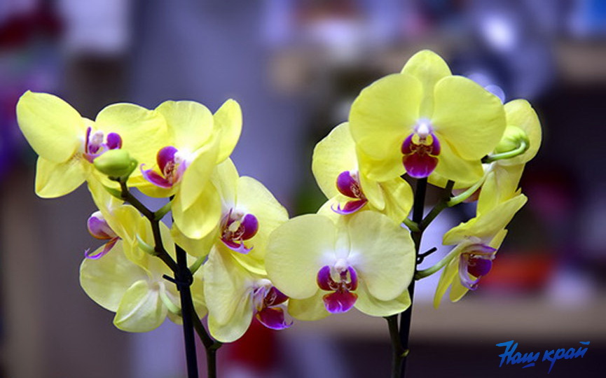 orhideya-komnatnye-tsvety.jpg