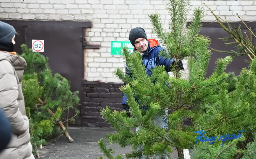 elka-elochnye (7).JPG