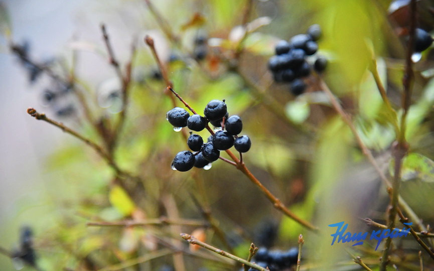 pogoda-1-dekabrya- (2).JPG