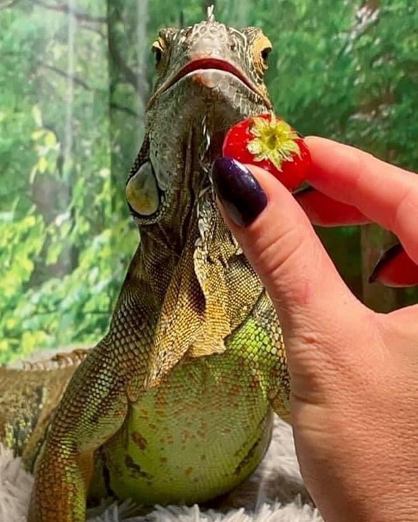 iguana2_28.jpg