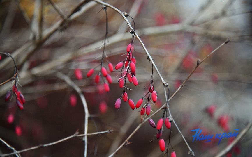 zima-dekabr (12).JPG