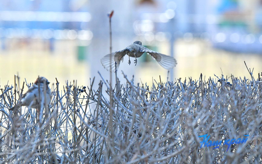 pogoda-vesna-mart (18).JPG