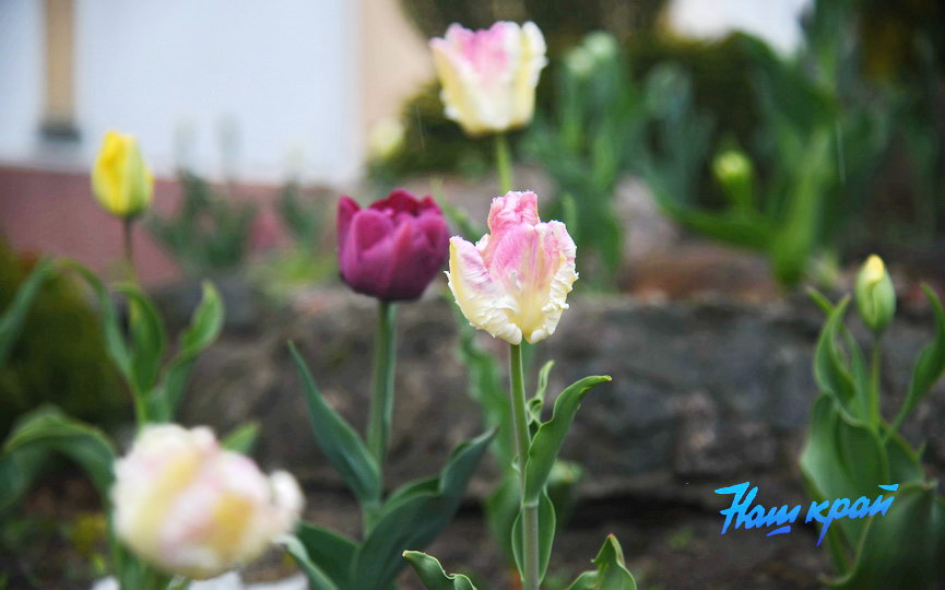 pogoda-aprel- (4).JPG