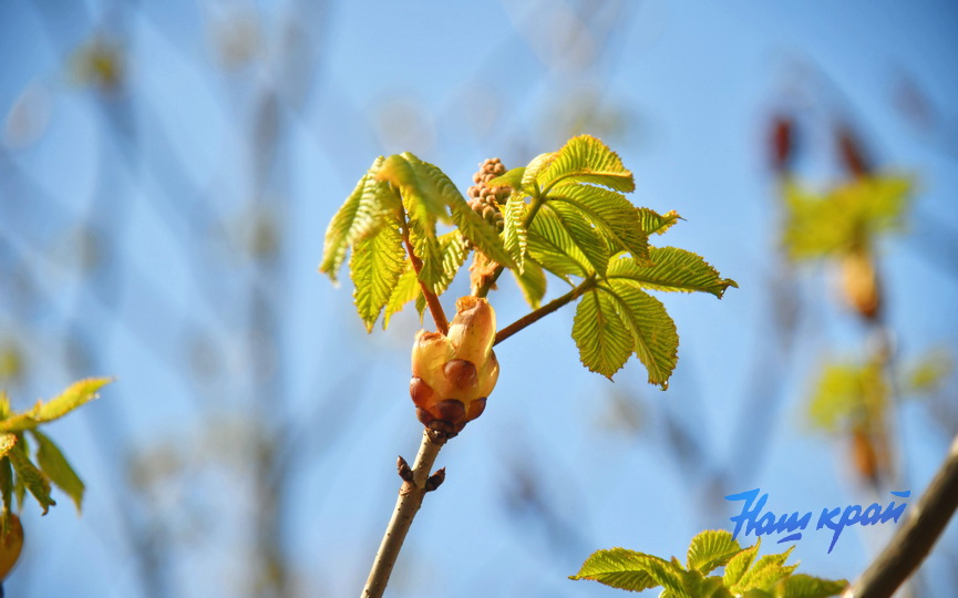 pogoda-aprel- (9).JPG