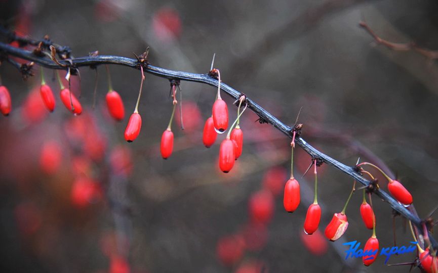 osen-pogoda_0004 (4).JPG