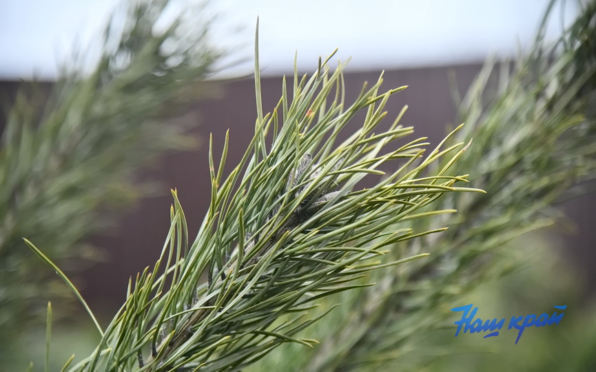 elka-elochnye (10).JPG