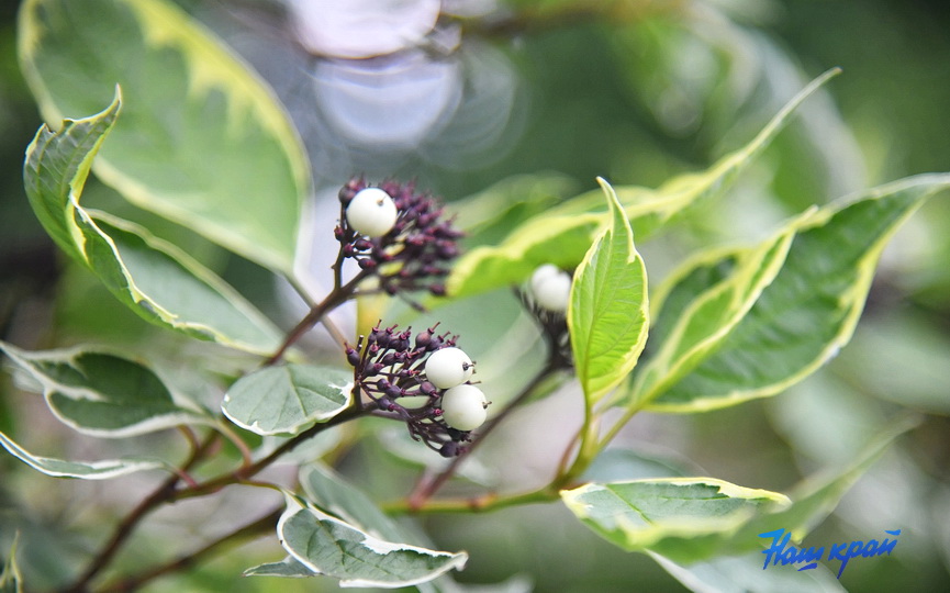 pogoda-21-07_5.JPG