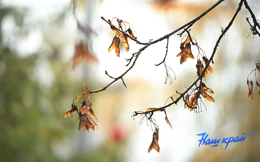 osen2-2026-noyabr (25).JPG