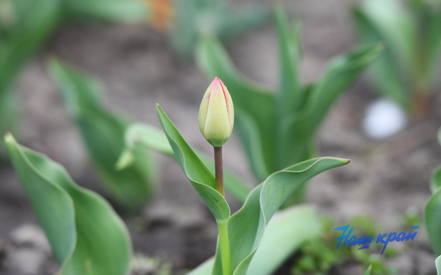 pogoda-8-04 (19).JPG